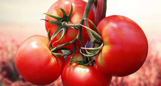 中基實業和天津中辰網站發布